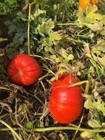 Pompoen pompoenen bio, Ophalen of Verzenden