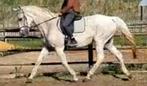 Bwp merrie, Merrie, Springpaard, Gechipt, M