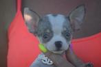 Chihuahua pups, 15 weken tot 1 jaar, Buitenland, CDV (hondenziekte), Meerdere