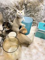 LAATSTE BRITSE KORTHAREN GOLDENS, Dieren en Toebehoren, Meerdere dieren, Gechipt, 0 tot 2 jaar