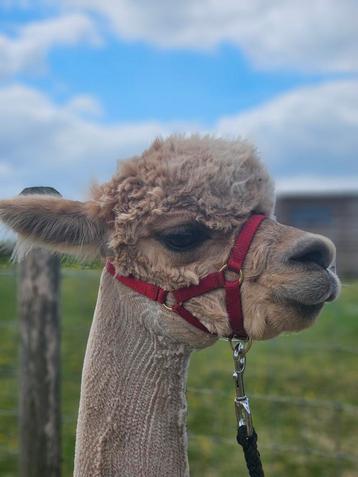Mooie fawn merrie te koop beschikbaar voor biedingen