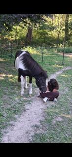 Verzorg pony gezocht, Ruin, B, Recreatiepony
