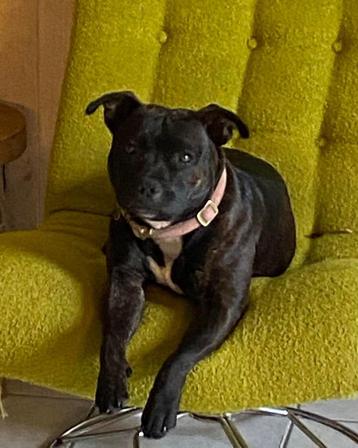 Engelse Staffordshire bull terriër beschikbaar voor biedingen