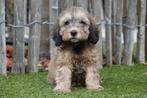 Prachtige Labradoodle pups (mini formaat), Dieren en Toebehoren, België, Overige rassen, CDV (hondenziekte), 8 tot 15 weken
