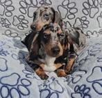 teckel pups dwergteckel, 15 weken tot 1 jaar, CDV (hondenziekte), Dwerg, Meerdere