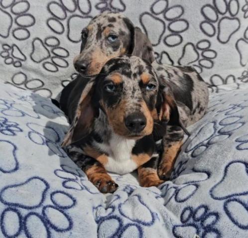 teckel pups dwergteckel, Dieren en Toebehoren, Honden | Teckels en Dashonden, Meerdere dieren, Korthaar, Dwerg, Fokker | Professioneel