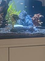 Gratis 2 pleco vandaag weg !, Dieren en Toebehoren