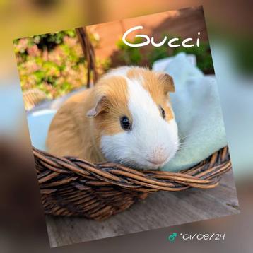 Heel lief cavia beertje - Gucci - adoptie  beschikbaar voor biedingen
