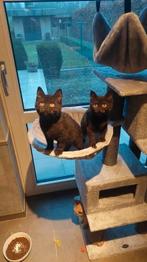 BRITSE KORTHAAR KITTENS MET STAMBOOM, Dieren en Toebehoren, Katten en Kittens | Raskatten | Korthaar, Gechipt, 0 tot 2 jaar