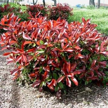 Photinia ' red robin' - glansmispel  beschikbaar voor biedingen