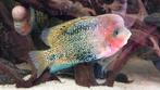 Afrikaanse (Malawi) en Amerikaanse cichliden, pleco, meerval, Vis, Zoetwatervis