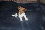 jack russell pups, Dieren en Toebehoren, België, Fokker | Hobbymatig, Jack Russell Terriër, 8 tot 15 weken