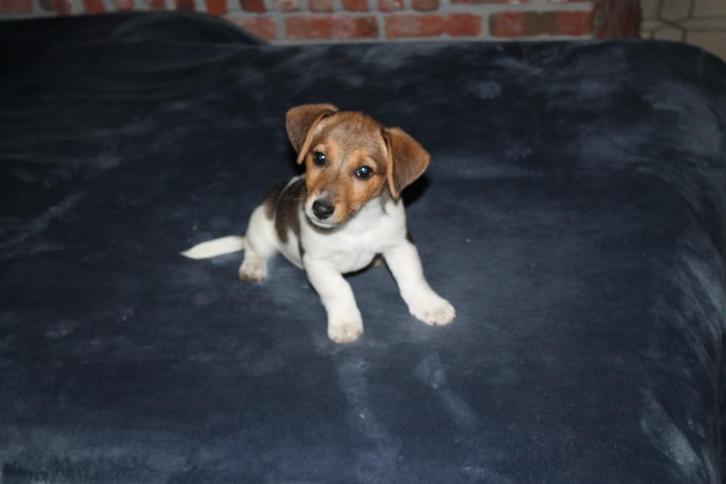 jack russell pups, Dieren en Toebehoren, Honden | Jack Russells en Terriërs, Teef, Jack Russell Terriër, Fokker | Hobbymatig, Meerdere