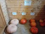 Pompoenen, Tuin en Terras, Planten | Tuinplanten, Ophalen