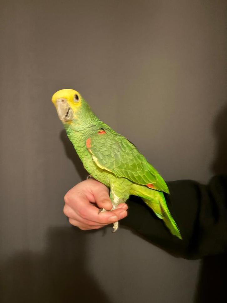 Supertam Dubbele geelkop Amazone (Oratrix) 2024, Dieren en Toebehoren, Vogels | Parkieten en Papegaaien, Papegaai, Geslacht onbekend