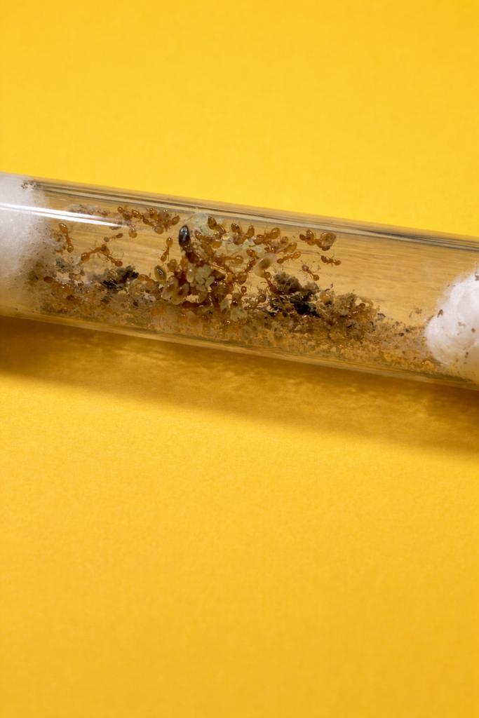 Colonie de fourmis oranges Temnothorax Sp., Animaux & Accessoires, Insectes & Araignées, Fourmis