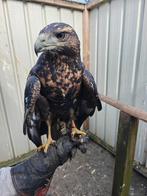 Chilli arend (Geranoaetus melanoleucus), Femelle, Oiseau de proie, Bagué