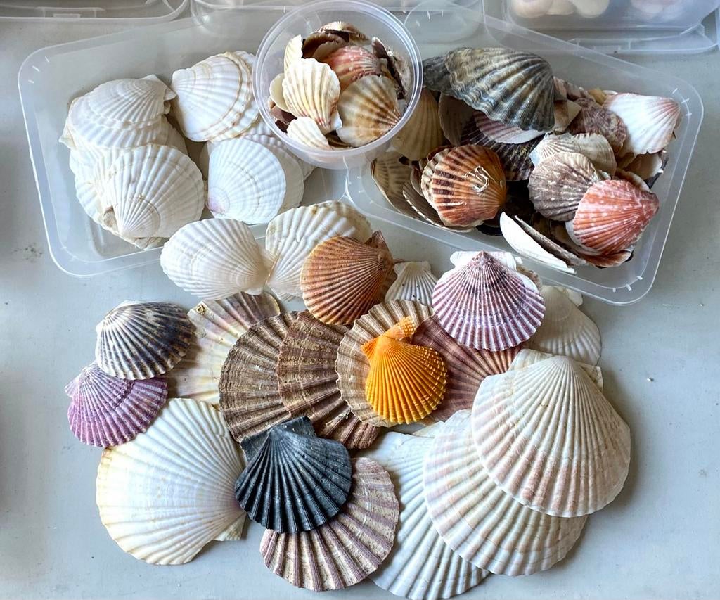 Grand lot de coquilles, Enlèvement ou Envoi, Coquillage(s)