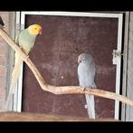 Bewezen koppel halsbandparkieten, Dieren en Toebehoren