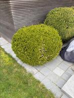 Buxus bollen, Tuin en Terras, Planten | Struiken en Hagen, Ophalen, Buxus, Struik, Minder dan 100 cm