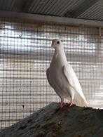 Figurita, Animaux & Accessoires, Oiseaux | Pigeons