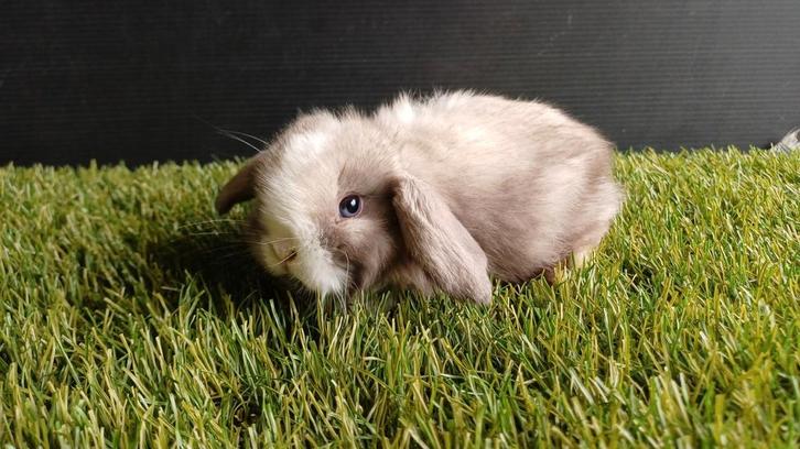 Vrouwelijke raszuivere handtamme minilop konijnen jong, Dieren en Toebehoren, Konijnen, Dwerg, Vrouwelijk, 0 tot 2 jaar, Hangoor