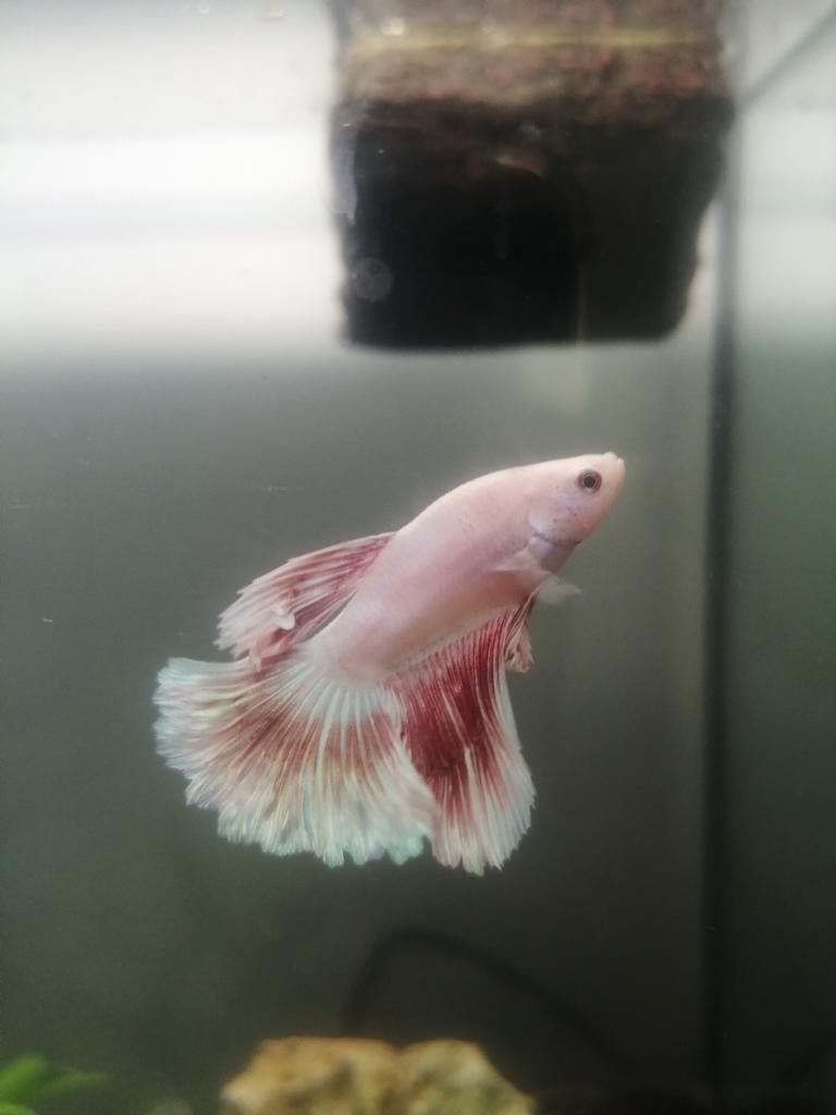 Betta
