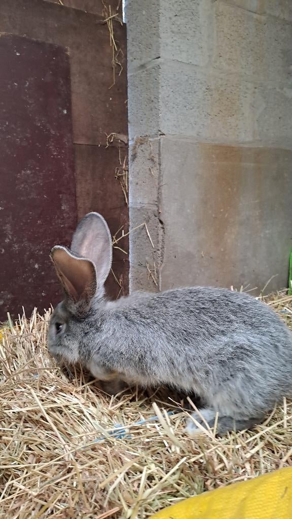 Vlaamse reus, Plusieurs animaux, Grand, 0 à 2 ans