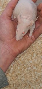 Albino fuzz naaktrat, Dieren en Toebehoren, Rat, Februari, Mannelijk, Tam