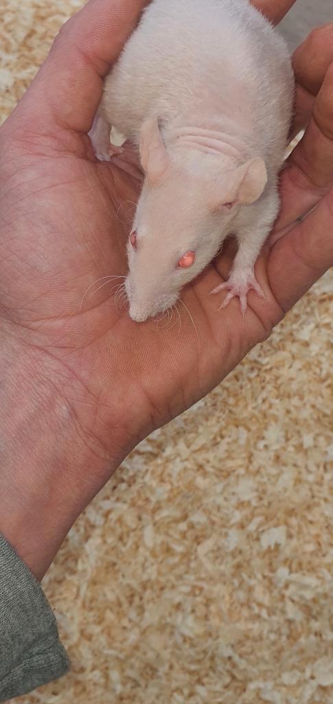 Rat nu albinos duveteux, Animaux & Accessoires, Rongeurs, Mâle, Rat, Février, Domestique