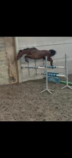 Potentiële springpaard, Dieren en Toebehoren, Paarden en Pony's | Dekens en Dekjes, Ophalen, Zo goed als nieuw