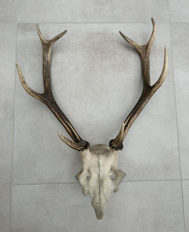 Hertengewei op schedel - gewei edelhert 47 cm, Collections, Collections Animaux, Utilisé, Bois ou Tête, Cerf, Enlèvement ou Envoi