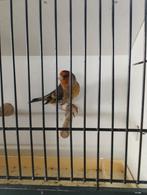 Métis chardonneret, Mannelijk