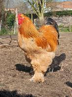 mooie Brahma haan, Dieren en Toebehoren, Mannelijk, Kip