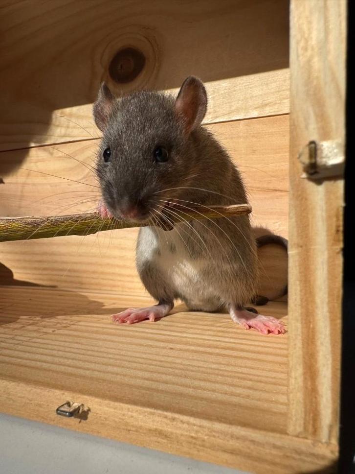 Jonge ratten, Animaux & Accessoires, Rongeurs, Plusieurs animaux, Rat, Janvier, Domestique