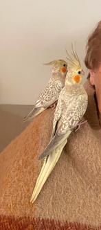 Valkparkieten, Dieren en Toebehoren, Tam