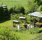 Colonies d'abeilles buckfast à vendre, Ophalen, Nieuw