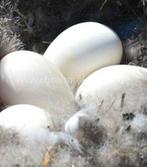 Broedeieren ganzen, Dieren en Toebehoren, Pluimvee, Geslacht onbekend, Gans of Zwaan