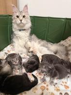 Prachtige Maine Coon kittens, Dieren en Toebehoren, Poes, Gechipt, 0 tot 2 jaar