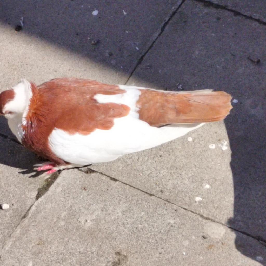 Felegyhazer tuimelaars Rood, Dieren en Toebehoren, Meerdere dieren, Tuimelaar of Roller