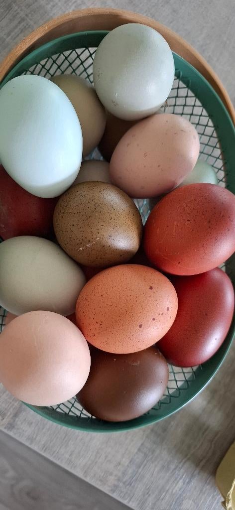 Broedeieren easter egger, Dieren en Toebehoren, Geslacht onbekend, Kip