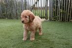 Magnifiques chiots Labradoodle taille moyenne, avec pedigree, Animaux & Accessoires, Autres races, Plusieurs, Hépatite contagieuse (maladie de Rubarth)