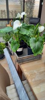 Terrasplanten, Ophalen