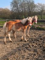 Deux beau poulain haflinger, Dieren en Toebehoren, Met stamboom, 0 tot 2 jaar, Hengst, Onbeleerd
