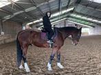 15 jarige bwp ruin, Dieren en Toebehoren, Paarden, Ruin, 175 cm of meer, Met stamboom, 11 jaar of ouder