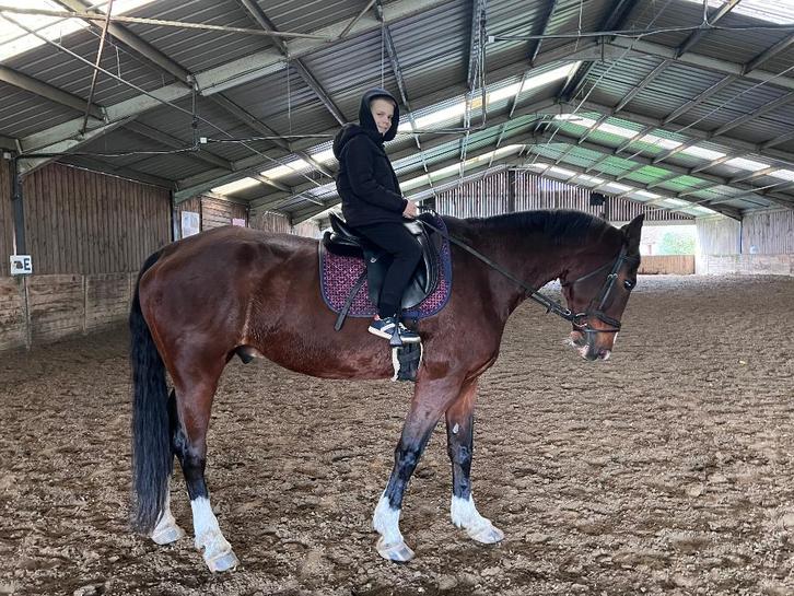 15 jarige bwp ruin, Dieren en Toebehoren, Paarden, Ruin, 175 cm of meer, 11 jaar of ouder, Met stamboom, Gechipt, Ontwormd, Ingeënt