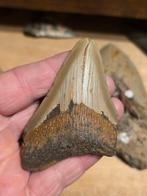 megalodon tand uit South Carolina usa., Verzamelen, Mineralen en Fossielen, Ophalen of Verzenden, Fossiel