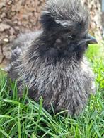 USA zijdehoenders zwart, Dieren en Toebehoren, Meerdere dieren, Kip