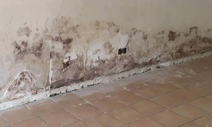 Service Traitement humidité, Maison & Meubles, Accessoires pour la Maison | Fleurs séchées, Enlèvement ou Envoi, Comme neuf