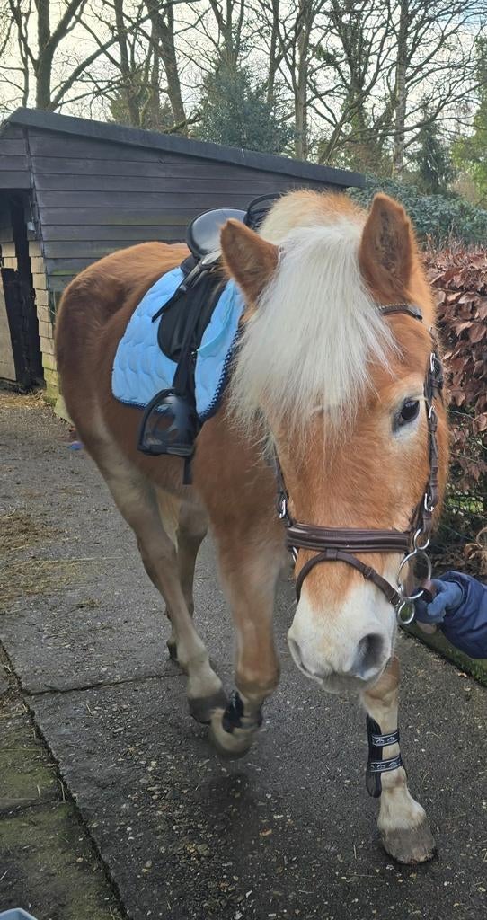 Haflinger merrie ideaal als recreatie of therapiepaard, Dieren en Toebehoren, Pony's, Merrie, L, D pony (1.37m tot 1.48m), 11 jaar of ouder